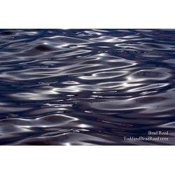 Brad Reed\'s Day 200 of 365 