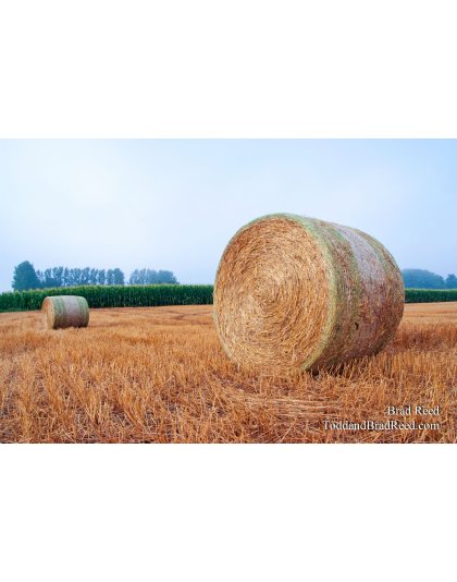 Brad Reed's Day 201 of 365 