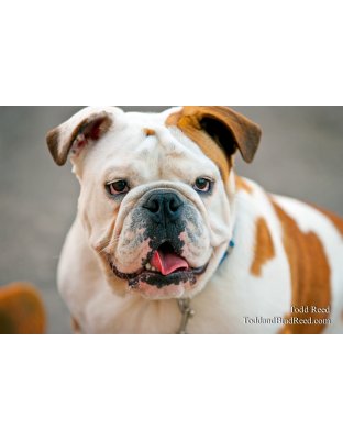 Todd Reed's Day 204 of 365 