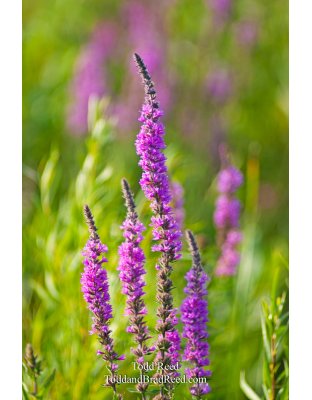 Todd Reed's Day 208 of 365 