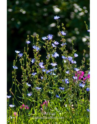 Todd Reed's Day 210 of 365 