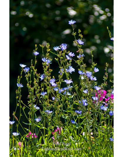 Todd Reed's Day 210 of 365 