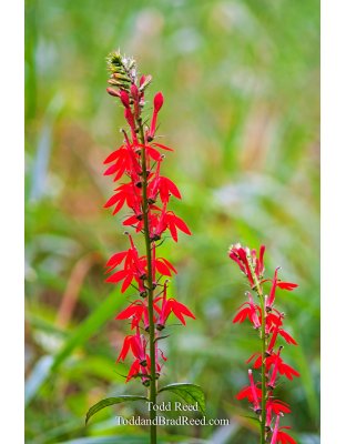 Todd Reed's Day 213 of 365 