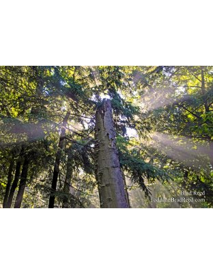 Brad Reed's Day 213 of 365 