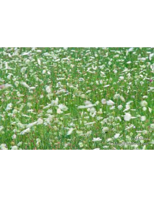 Todd Reed's Day 215 of 365 