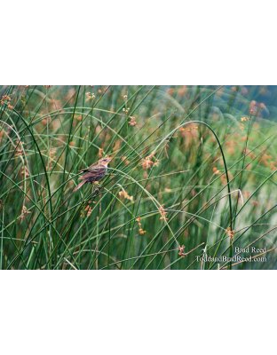 Brad Reed's Day 216 of 365 