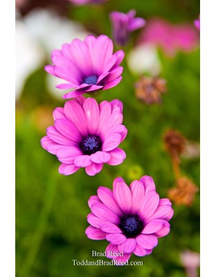 Brad Reed's Day 219 of 365 