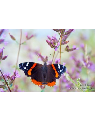 Brad Reed's Day 222 of 365 