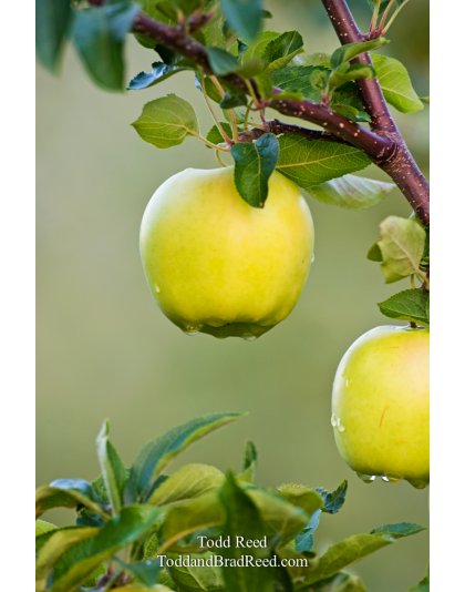 Todd Reed's Day 223 of 365 