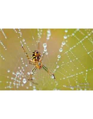 Todd Reed's Day 224 of 365 