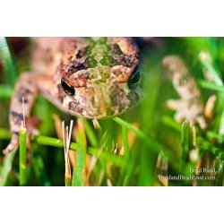 Brad Reed\'s Day 230 of 365 