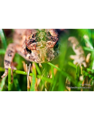 Brad Reed's Day 230 of 365 