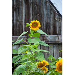 Todd Reed\'s Day 233 of 365 
