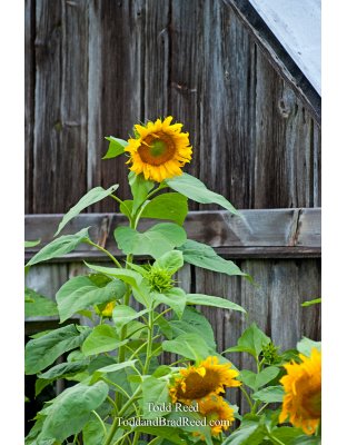 Todd Reed's Day 233 of 365 