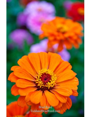 Brad Reed's Day 233 of 365 