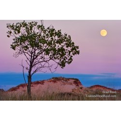 Brad Reed\'s Day 235 of 365 