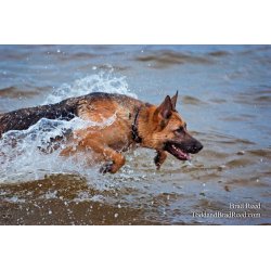 Brad Reed\'s Day 236 of 365 