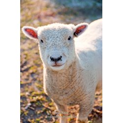 Brad Reed\'s Day 239 of 365 