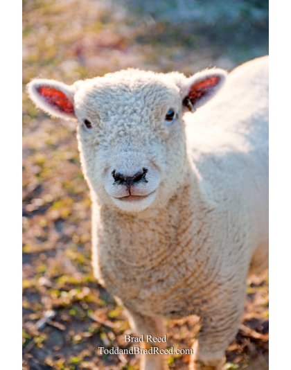 Brad Reed's Day 239 of 365 