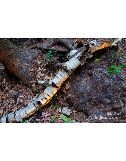 Brad Reed's Day 240 of 365 