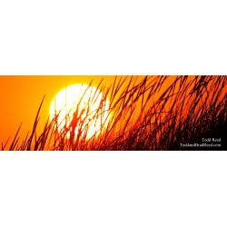 Todd Reed\'s Day 242 of 365 