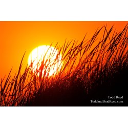 Todd Reed\'s Day 242 of 365 
