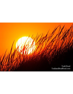 Todd Reed's Day 242 of 365 