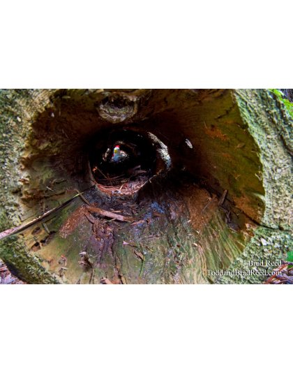 Brad Reed's Day 242 of 365 