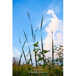 Brad Reed\'s Day 243 of 365 