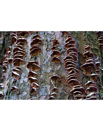 Brad Reed's Day 244 of 365 