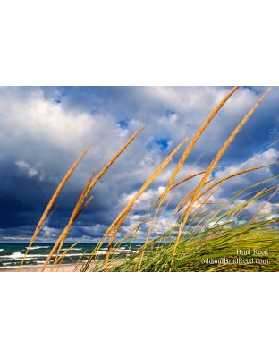 Brad Reed's Day 246 of 365 