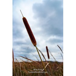 Brad Reed\'s Day 250 of 365 