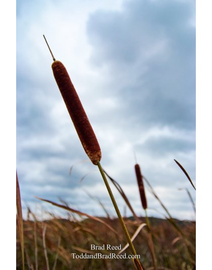 Brad Reed's Day 250 of 365 