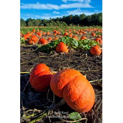 Brad Reed\'s Day 252 of 365 