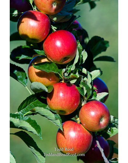 Todd Reed's Day 253 of 365 