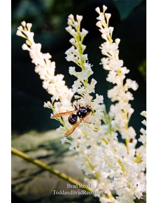 Brad Reed's Day 255 of 365 