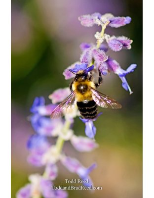 Todd Reed's Day 256 of 365 