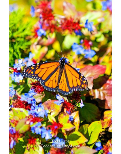 Todd Reed's Day 259 of 365 