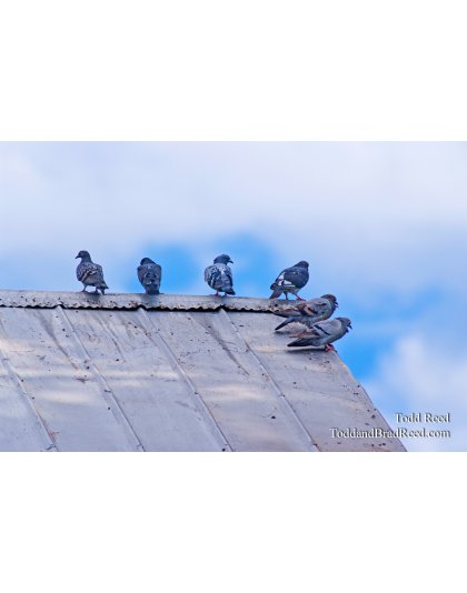 Todd Reed's Day 260 of 365 