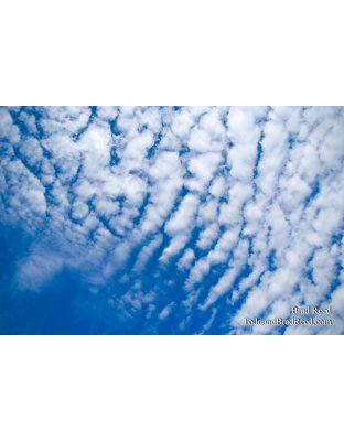 Brad Reed's Day 260 of 365 