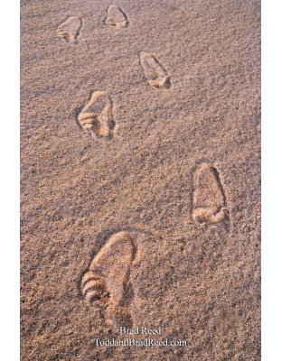 Brad Reed's Day 262 of 365 