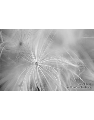 Todd Reed's Day 263 of 365 