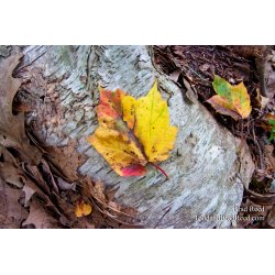 Brad Reed\'s Day 264 of 365 