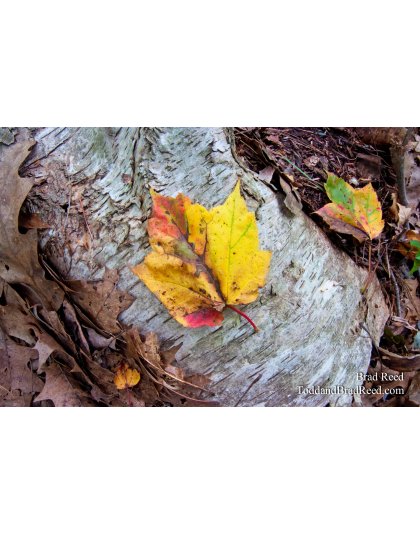 Brad Reed's Day 264 of 365 