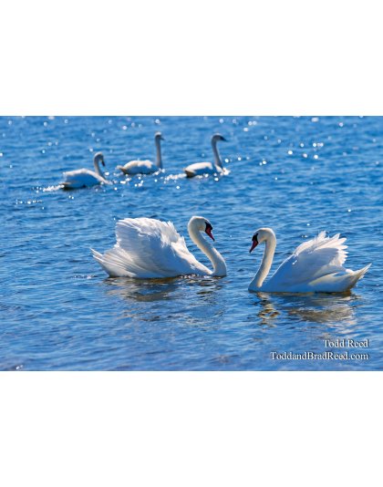 Todd Reed's Day 265 of 365 