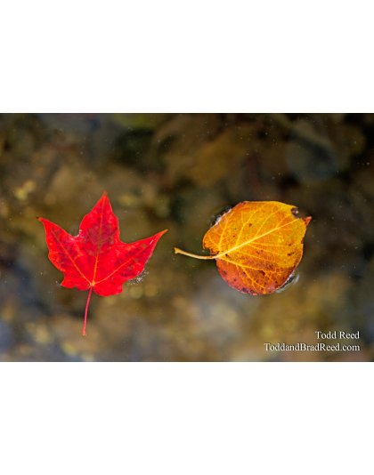 Todd Reed's Day 266 of 365 