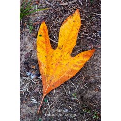 Brad Reed\'s Day 271 of 365 