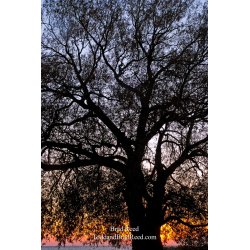 Brad Reed\'s Day 272 of 365 