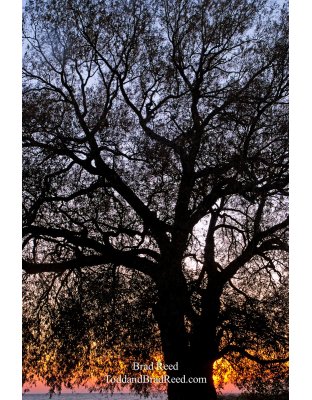 Brad Reed's Day 272 of 365 