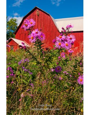 Todd Reed's Day 273 of 365 